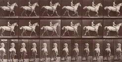 Best Boutiques de musées Animal Locomotion : Cheval blanc au pas (toiles sur châssis)