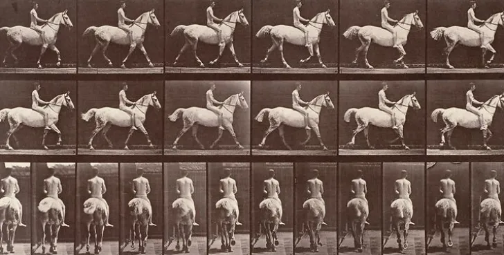 Boutiques de musées Panneaux Aluminium|Panneaux Acryliques-Animal Locomotion : Cheval blanc au pas (panneaux aluminium)