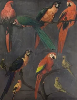 Hot Boutiques de musées Aras et perruches (panneaux aluminium)