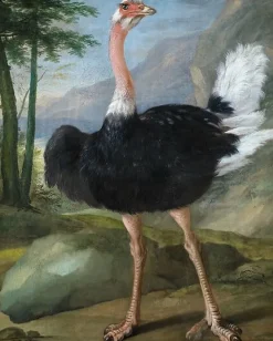 Outlet Boutiques de musées Autruche (toiles sur châssis)