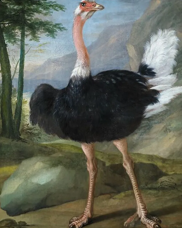 Outlet Boutiques de musées Autruche (toiles sur châssis)