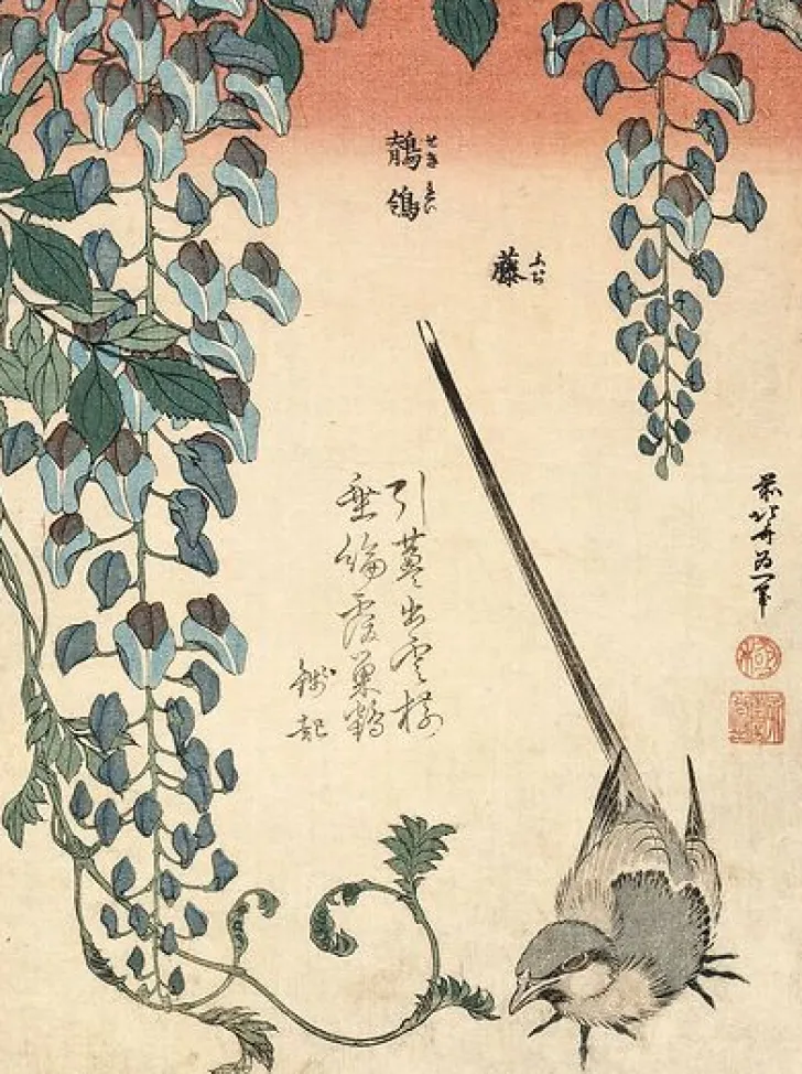 Boutiques de musées Toiles Sans Cadre|Affiches D'Art Encadrées-Bergeronnette et glycine (toiles sans cadre)