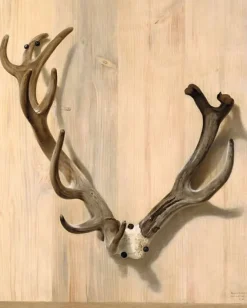 Discount Boutiques de musées Bois d'un cerf attaqué à la Haute-Queue à Compiègne (panneaux aluminium)