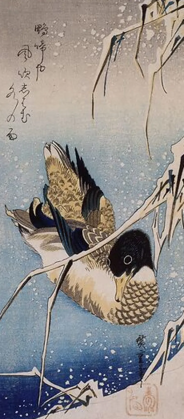 Boutiques de musées Canard et roseaux sous la neige (toiles encadrées)