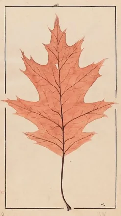 Boutiques de musées Panneaux Aluminium|Panneaux Acryliques-Chêne rouge d'Amérique (panneaux aluminium)