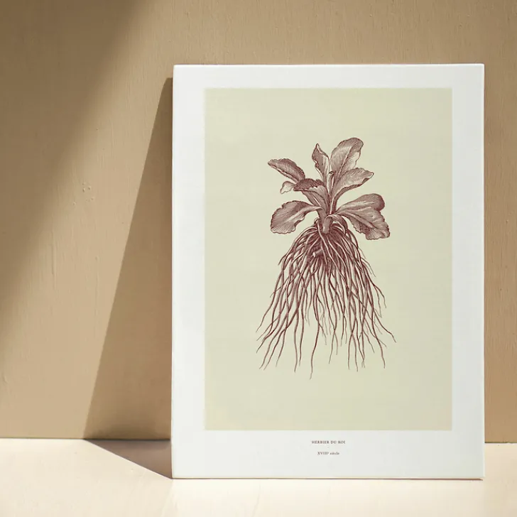 Boutiques de musées Décoration murale Herbier du roi A3 - Rouge - Maison Baluchon