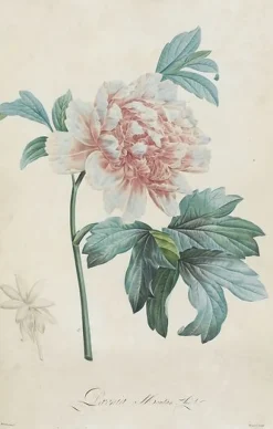 Hot Boutiques de musées Description des plantes rares que l'on cultive à Navarre et à Malmaison I/II (toiles encadrées)