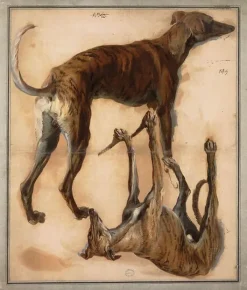 Clearance Boutiques de musées Deux études inversées de lévriers (panneaux acryliques)