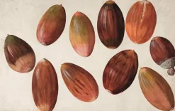 Boutiques de musées Panneaux Aluminium|Affiches D'Art Encadrées-Dix glands (panneaux aluminium)