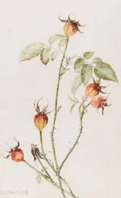 Outlet Boutiques de musées Eglantier - Rosa (panneaux aluminium)