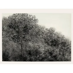 New Boutiques de musées Estampe Allant vers les roches noires - Bertrand Henry 2001