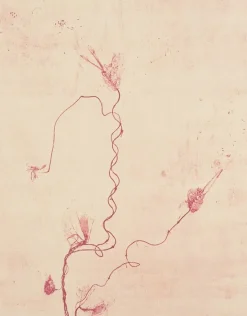 Boutiques de musées Créations Contemporaines-Estampe Celles qui disparaissent, Celles qui se créent (est) - Mireille Gros