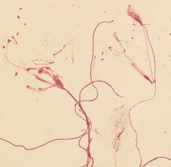 New Boutiques de musées Estampe Celles qui disparaissent, Celles qui se créent (ouest) - Mireille Gros