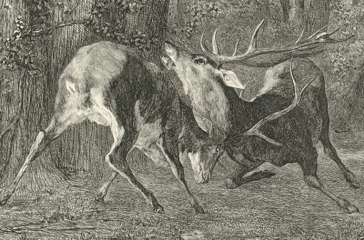 Boutiques de musées Chefs D'Œuvre Des Musées-Estampe Combat de cerfs - Gustave Courbet