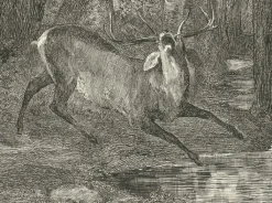 Boutiques de musées Chefs D'Œuvre Des Musées-Estampe Combat de cerfs - Gustave Courbet