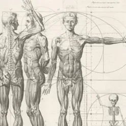 New Boutiques de musées Estampe Corps Humain (Proportions)