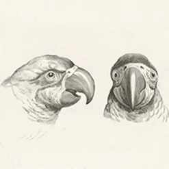 Outlet Boutiques de musées Estampe Deux têtes de perroquets et deux têtes d'hommes