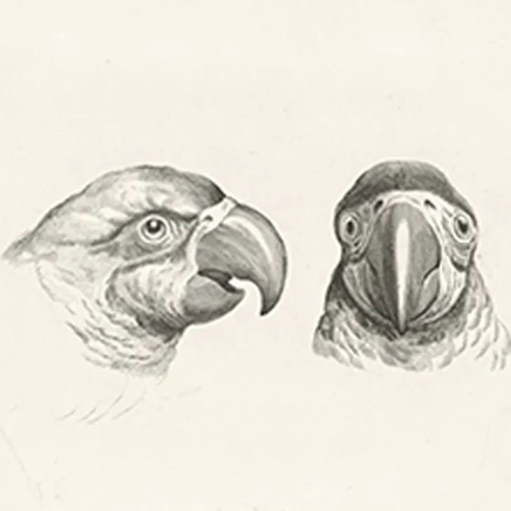 Outlet Boutiques de musées Estampe Deux têtes de perroquets et deux têtes d'hommes