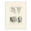 Boutiques de musées Nature, Fleurs Et Paysages-Estampe Deux têtes d'âne et Têtes d'homme à faciès d'âne