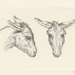 Boutiques de musées Nature, Fleurs Et Paysages-Estampe Deux têtes d'âne et Têtes d'homme à faciès d'âne