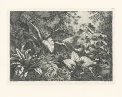 Boutiques de musées Nature, Fleurs Et Paysages-Estampe Groupe de plantes exotiques