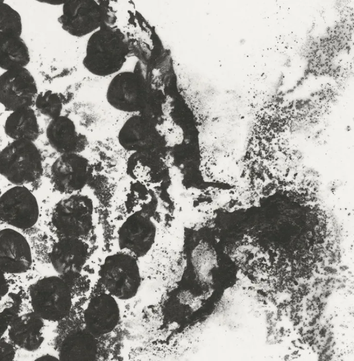 Boutiques de musées Créations Contemporaines-Estampe La rose du Louvre - Jean-Michel Othoniel