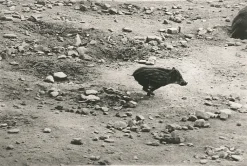 Hot Boutiques de musées Estampe Marcassin - Sophie Ristelhueber