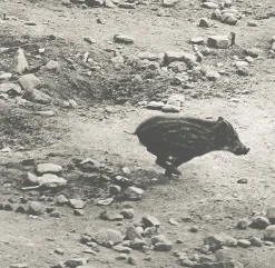 Hot Boutiques de musées Estampe Marcassin - Sophie Ristelhueber