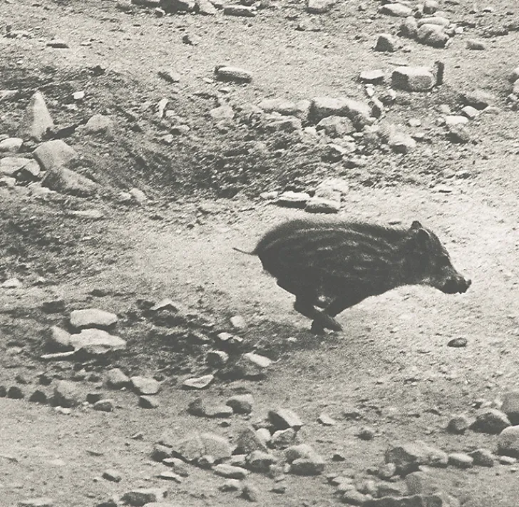 Hot Boutiques de musées Estampe Marcassin - Sophie Ristelhueber