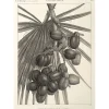 Best Boutiques de musées Estampe Palmier doum. Détails de la feuille et de la grappe