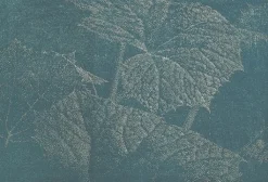 Clearance Boutiques de musées Estampe Pestwurz III (Pétasite III) - Franz Gertsch 2002