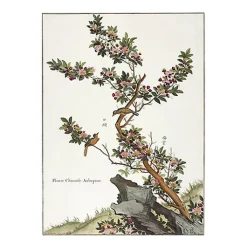 Hot Boutiques de musées Estampe Plante chinoise - Aubépine