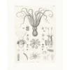 Boutiques de musées Nature, Fleurs Et Paysages-Estampe Poulpes sèches