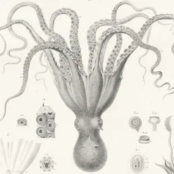 Boutiques de musées Nature, Fleurs Et Paysages-Estampe Poulpes sèches