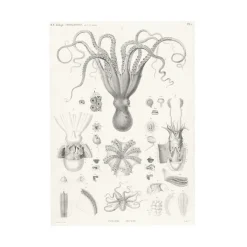 Boutiques de musées Nature, Fleurs Et Paysages-Estampe Poulpes sèches