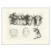 Boutiques de musées Dessins-Estampe Têtes de bœufs, de lion et de cheval
