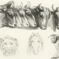 Boutiques de musées Dessins-Estampe Têtes de bœufs, de lion et de cheval
