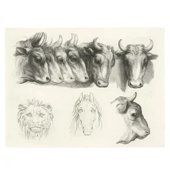 Boutiques de musées Dessins-Estampe Têtes de bœufs, de lion et de cheval