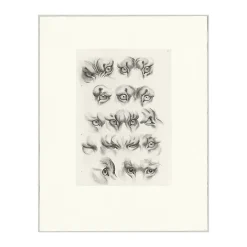 New Boutiques de musées Estampe Yeux de tigre, de loup-cervier et de chat