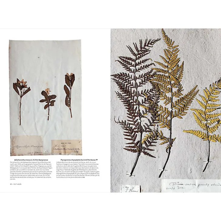 Online Boutiques de musées L'herbier du Museum - L'aventure d'une collection