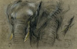 Best Boutiques de musées Éléphant du Congo vu de face (panneaux acryliques)