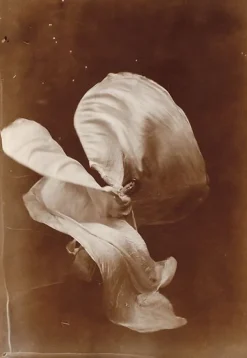 Best Boutiques de musées Mlle Loïe Fuller (panneaux acryliques)