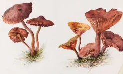 New Boutiques de musées Mousserons et chanterelles (affiches d'art encadrées)