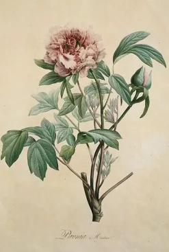 Boutiques de musées Toiles Encadrées|Toiles Sur Châssis-Paeonia moutan (toiles encadrées)