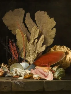 Best Boutiques de musées Panaches de mer, lithophytes et coquilles (affiches d'art encadrées)