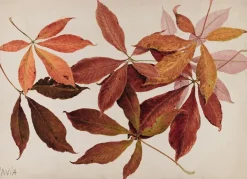 Boutiques de musées Affiches D'Art Encadrées-Pavia (marronnier) (affiches d'art encadrées)