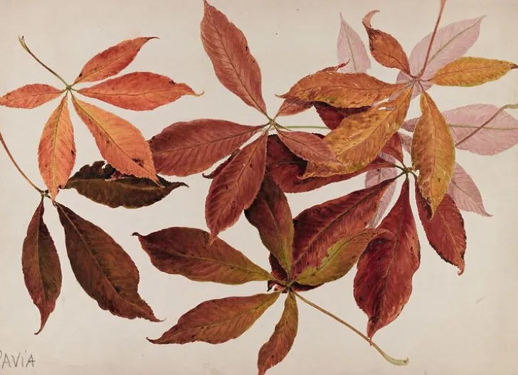 Outlet Boutiques de musées Pavia (marronnier) (panneaux aluminium)