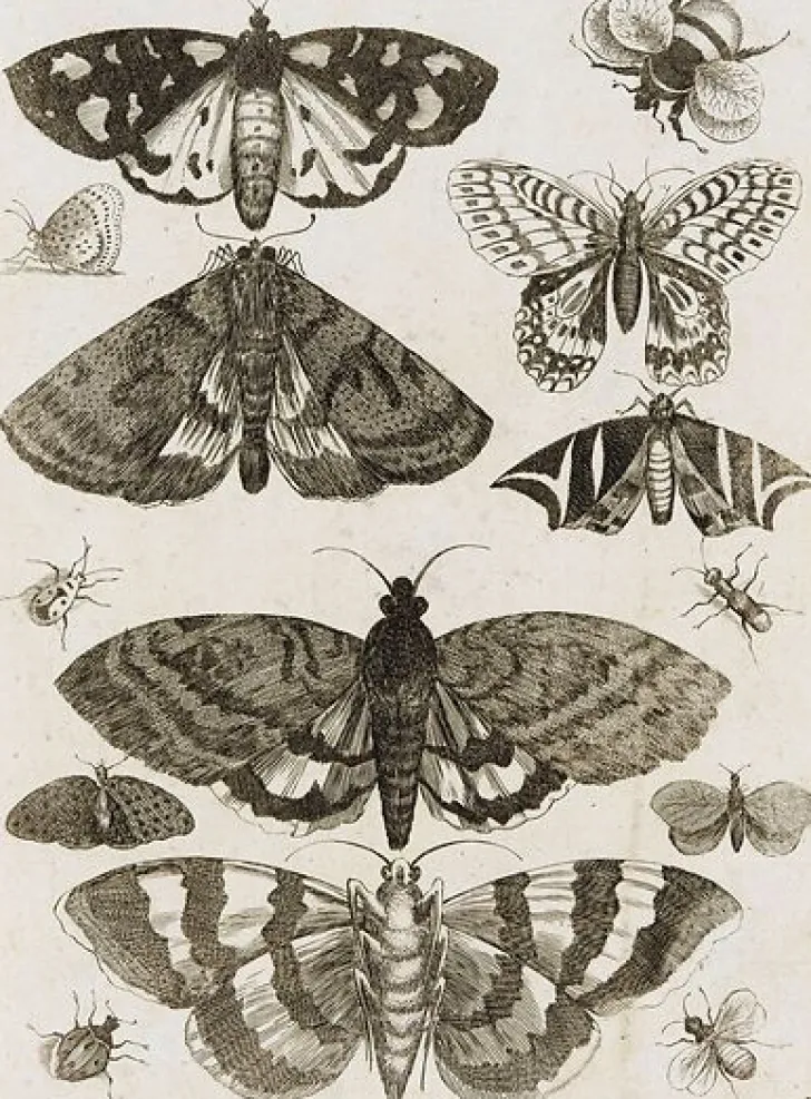 Hot Boutiques de musées Planche d'insectes (toiles encadrées)