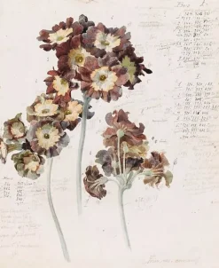 Boutiques de musées Panneaux Aluminium|Panneaux Acryliques-Primevères (panneaux aluminium)