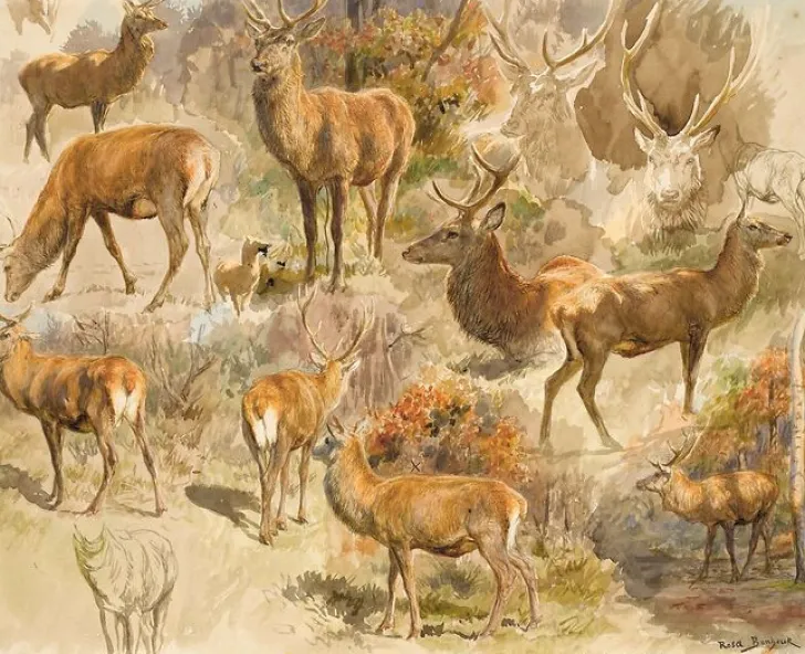 Hot Boutiques de musées Quinze études de cerf (panneaux aluminium)